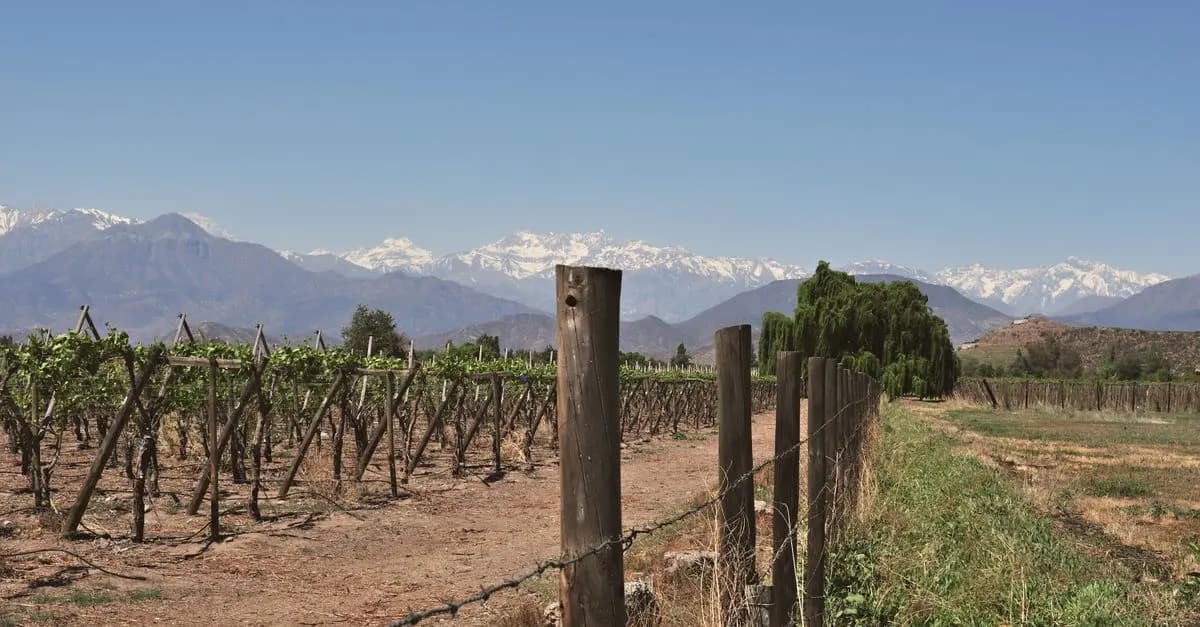 Explorando los Viñedos con Encanto de Chile