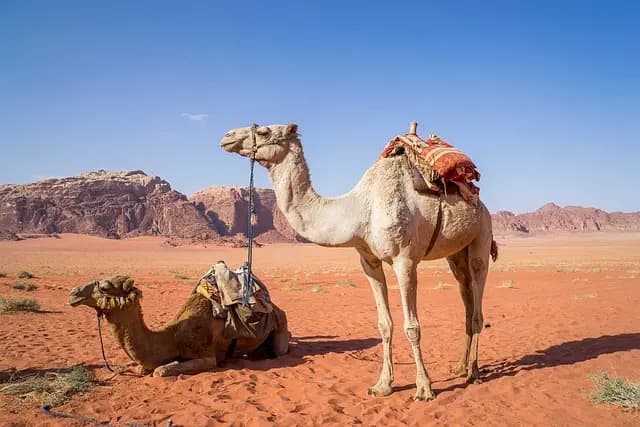 Los Mejores Campings con Encanto en Europa